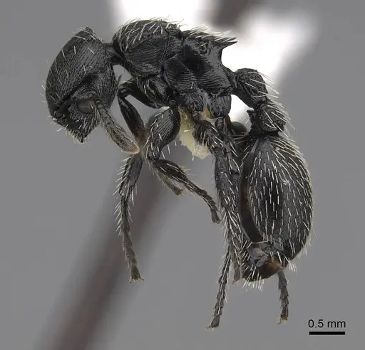 Procryptocerus tortuguero specimen LACMENT141746 image lacment141746_3