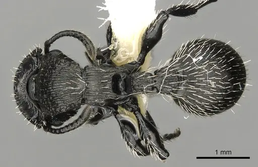 Procryptocerus tortuguero specimen LACMENT141765 image lacment141765_1