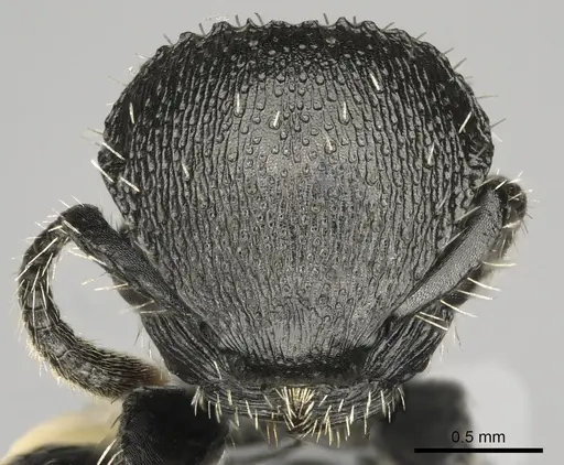 Procryptocerus tortuguero specimen LACMENT141765 image lacment141765_2