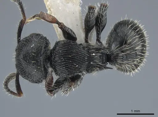 Procryptocerus victoris specimen CASENT0651700 image casent0651700_1