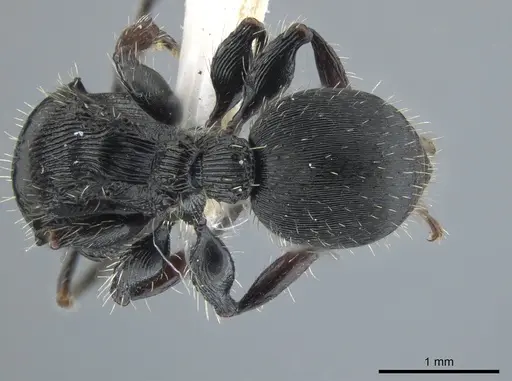 Procryptocerus victoris specimen CASENT0651700 image casent0651700_2