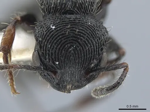Procryptocerus victoris specimen CASENT0651700 image casent0651700_3