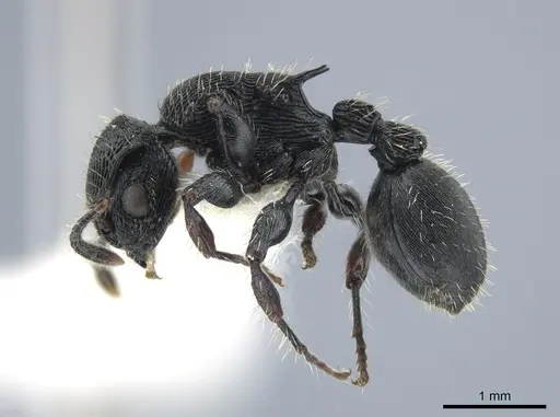 Procryptocerus victoris specimen CASENT0651700 image casent0651700_4