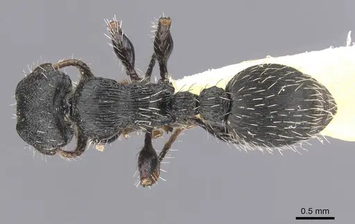 Procryptocerus victoris specimen CASENT0912587 image casent0912587_1