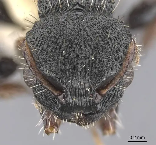 Procryptocerus victoris specimen CASENT0912587 image casent0912587_2