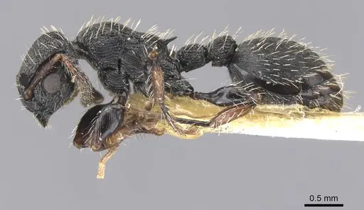 Procryptocerus victoris specimen CASENT0912587 image casent0912587_3
