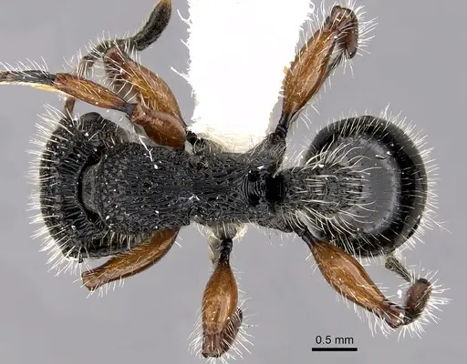 Procryptocerus virgatus specimen CASENT0280794 image casent0280794_1