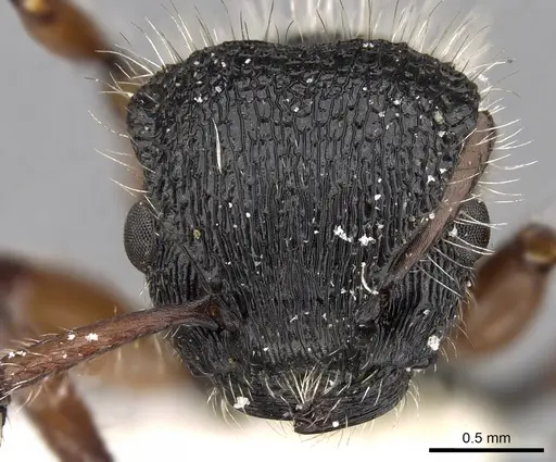 Procryptocerus virgatus specimen CASENT0280794 image casent0280794_2