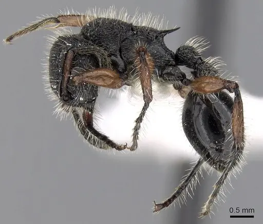 Procryptocerus virgatus specimen CASENT0280794 image casent0280794_3