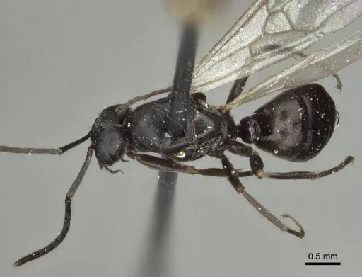 Proformica buddhaensis specimen CASENT0916585 image casent0916585_1