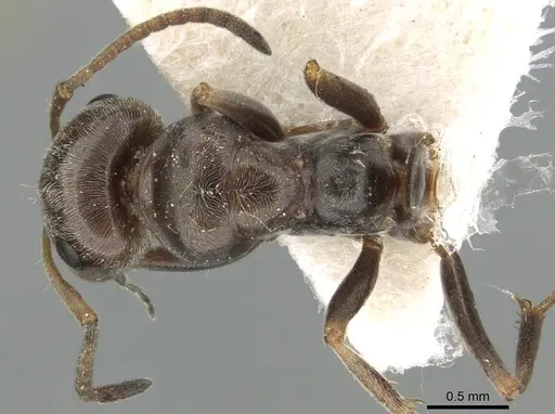 Proformica caucasea specimen CASENT0906301 image casent0906301_1