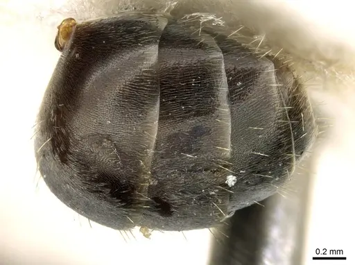Proformica caucasea specimen CASENT0906301 image casent0906301_2