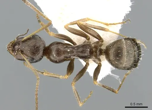 Proformica caucasea specimen CASENT0906302 image casent0906302_1
