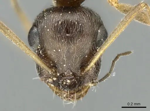 Proformica caucasea specimen CASENT0906302 image casent0906302_2