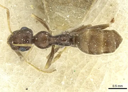 Proformica caucasea specimen CASENT0912169 image casent0912169_1