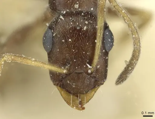 Proformica caucasea specimen CASENT0912169 image casent0912169_2