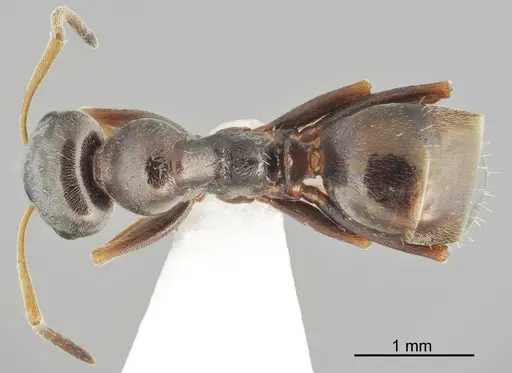 Proformica cerdanyensis specimen ANTWEB1041582 image antweb1041582_1