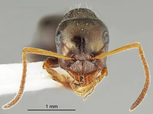 Proformica cerdanyensis specimen ANTWEB1041582 image antweb1041582_2