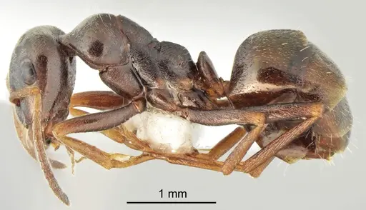 Proformica cerdanyensis specimen ANTWEB1041582 image antweb1041582_3