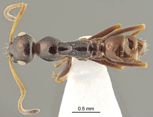 Proformica cerdanyensis specimen ANTWEB1041583 image antweb1041583_1
