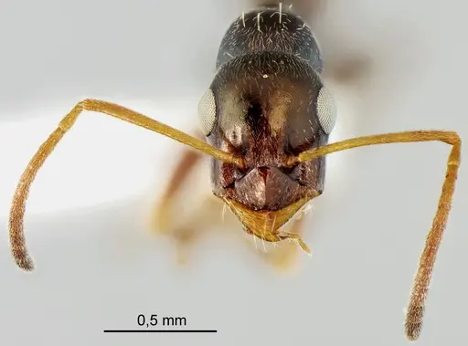 Proformica cerdanyensis specimen ANTWEB1041583 image antweb1041583_2