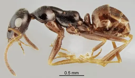 Proformica cerdanyensis specimen ANTWEB1041583 image antweb1041583_3