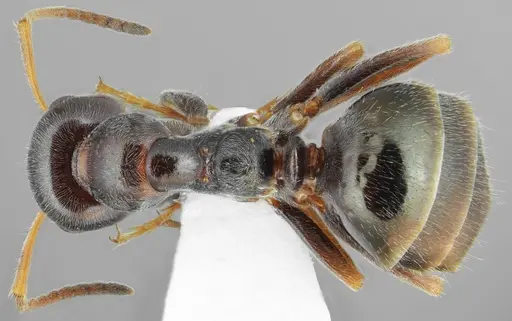 Proformica chelmosensis specimen CASENT0872777 image casent0872777_1