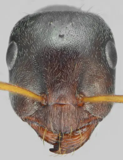 Proformica chelmosensis specimen CASENT0872777 image casent0872777_2