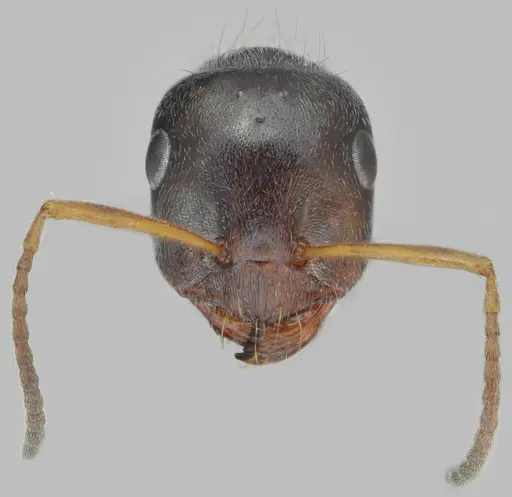 Proformica chelmosensis specimen CASENT0872777 image casent0872777_3
