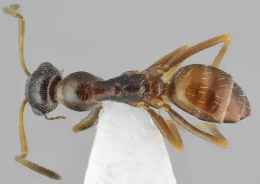 Proformica chelmosensis specimen CASENT0872778 image casent0872778_1