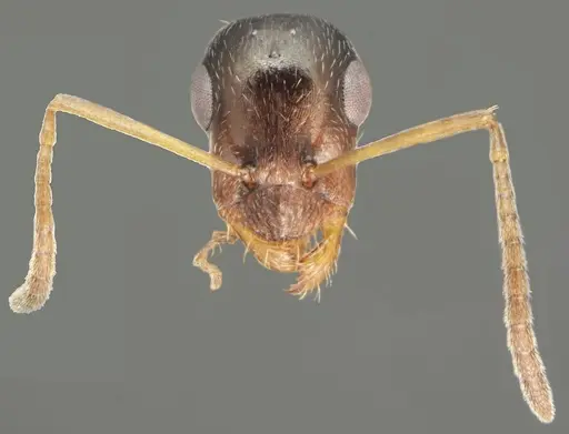 Proformica chelmosensis specimen CASENT0872778 image casent0872778_3