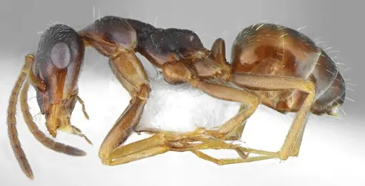 Proformica chelmosensis specimen CASENT0872778 image casent0872778_4