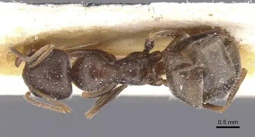 Proformica coriacea specimen CASENT0912269 image casent0912269_1