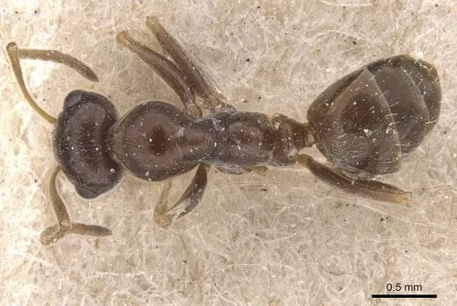 Proformica coriacea specimen CASENT0912270 image casent0912270_1