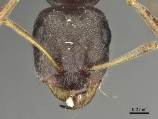 Proformica coriacea specimen CASENT0916584 image casent0916584_2