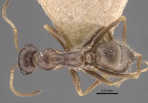 Proformica coriacea specimen CASENT0917329 image casent0917329_1