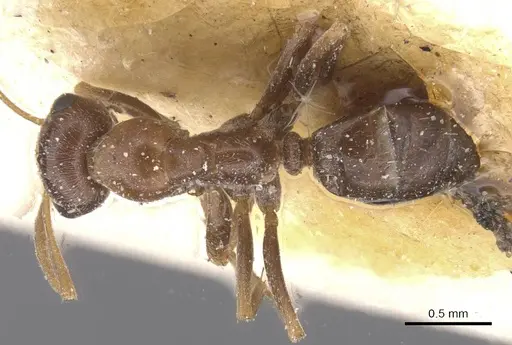 Proformica dolichocephala specimen CASENT0912271 image casent0912271_1