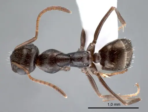 Proformica epinotalis specimen ANTWEB1008083 image antweb1008083_1