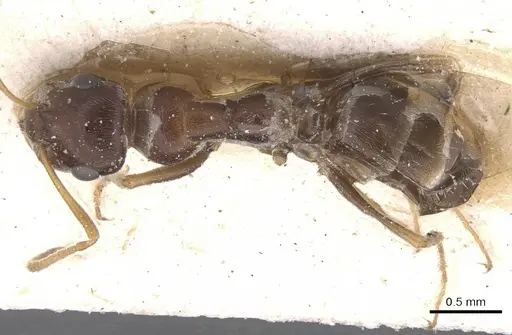 Proformica epinotalis specimen CASENT0912272 image casent0912272_1