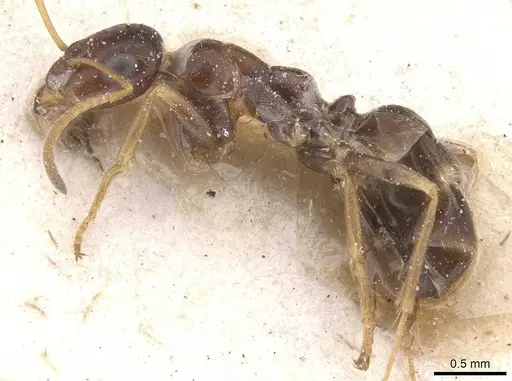 Proformica epinotalis specimen CASENT0912272 image casent0912272_3