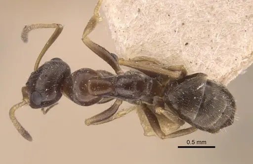 Proformica epinotalis specimen CASENT0917331 image casent0917331_1