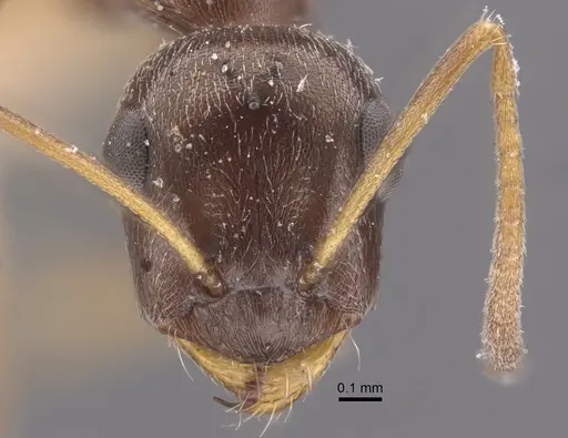 Proformica epinotalis specimen CASENT0917331 image casent0917331_2