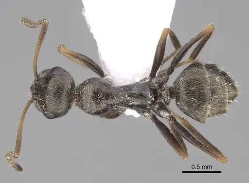 Proformica epinotalis specimen CASENT0922711 image casent0922711_1