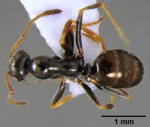 Proformica epinotalis specimen CFH000008 image cfh000008_1