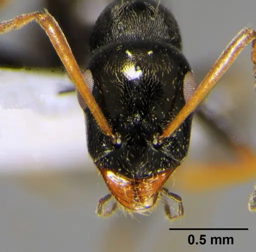 Proformica epinotalis specimen CFH000008 image cfh000008_2