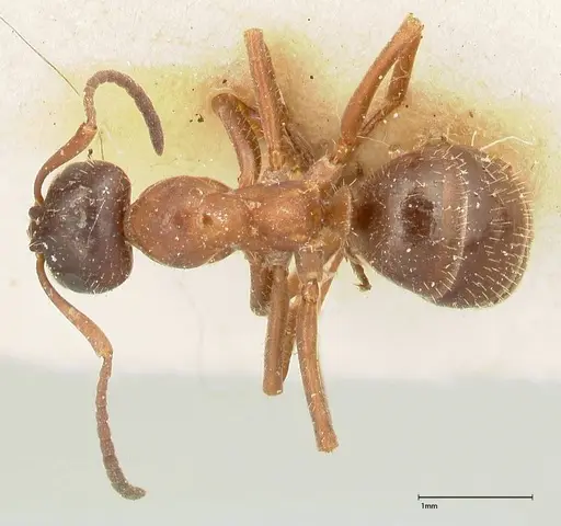 Proformica flavosetosa specimen FOCOL0466 image focol0466_1