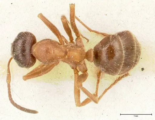 Proformica flavosetosa specimen FOCOL0467-1 image focol0467-1_1