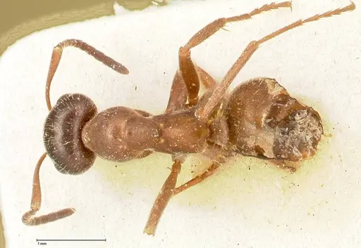 Proformica flavosetosa specimen FOCOL0467-3 image focol0467-3_1