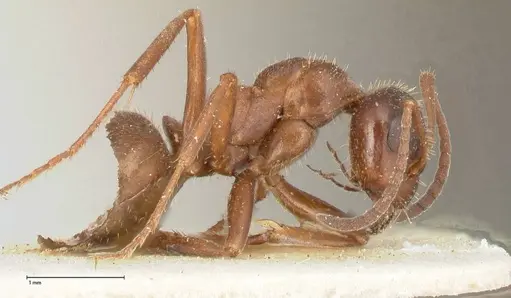 Proformica flavosetosa specimen FOCOL0467-3 image focol0467-3_4