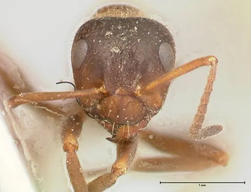 Proformica flavosetosa specimen FOCOL0467-4 image focol0467-4_2